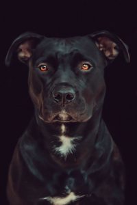 Vår trofaste familjemedlem