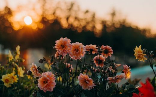 Blommor - människans bästa “växtvän”?