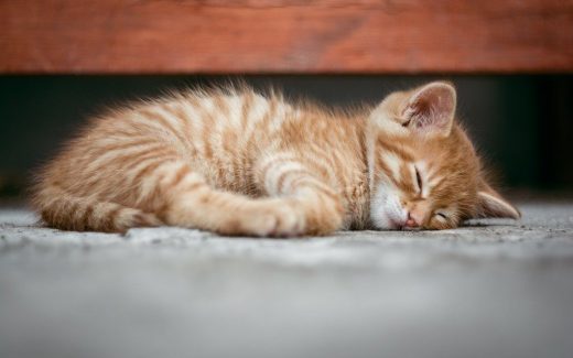 Ett hotell för katten.